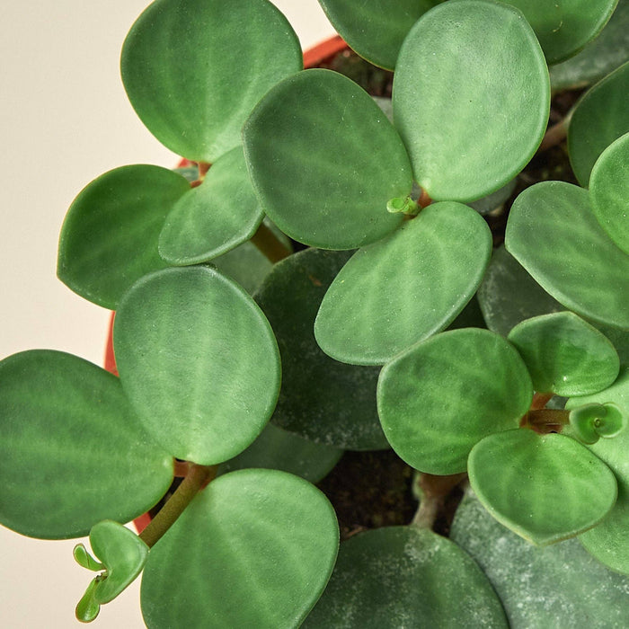 Peperomia 'Hope': 4" Pot