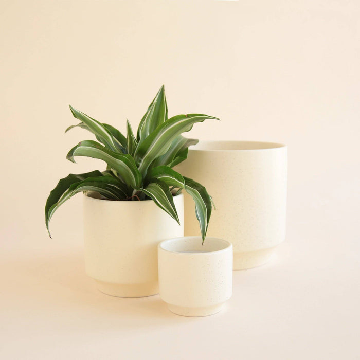 Parker Planter | Vintage White Speckle: 4.5 inch