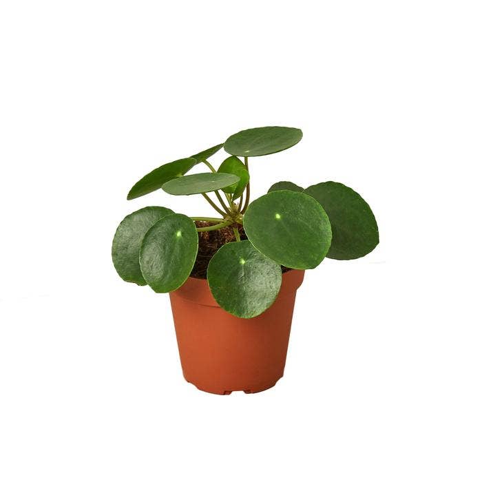 PILEA PEPEROMIODES 6-inch