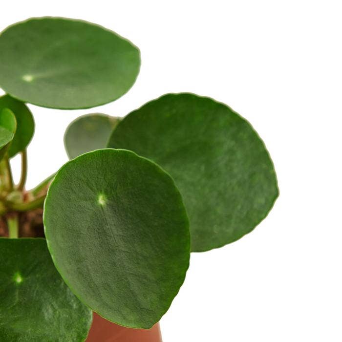 PILEA PEPEROMIODES 6-inch
