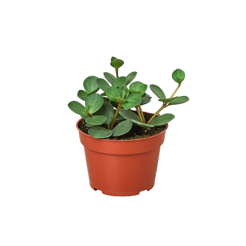 Peperomia 'Hope': 4" Pot