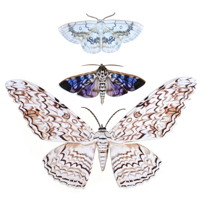Halloween 'Witch' Paper Moth Set